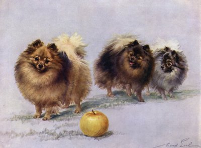 Drei von Mrs. Hall Walkers Champion-Pomeranians von Maud Earl