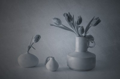 Stimmungsvolles Stillleben mit Tulpen von May G