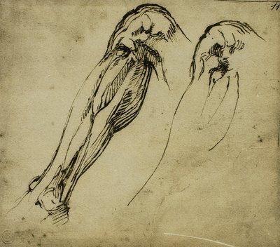 Anatomische Studien eines Beins, Zeichnung von Michelangelo. Casa Buonarroti, Florenz von Michelangelo Buonarroti