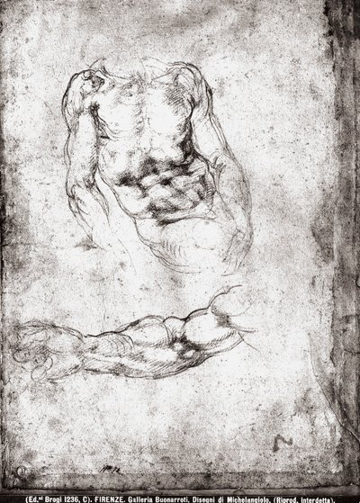 Studie eines männlichen Torsos und Arms von Michelangelo Buonarroti