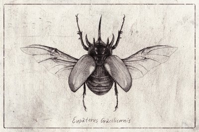 Bleistiftzeichnung eines Eupatorus Gracilicornis Käfers von Mike Koubou