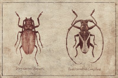Vintage Insekten Duo von Mike Koubou