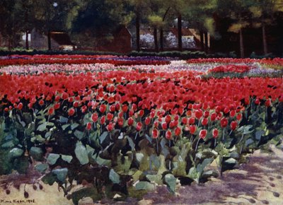Tulpen in ihrer Blüte von Mima Nixon