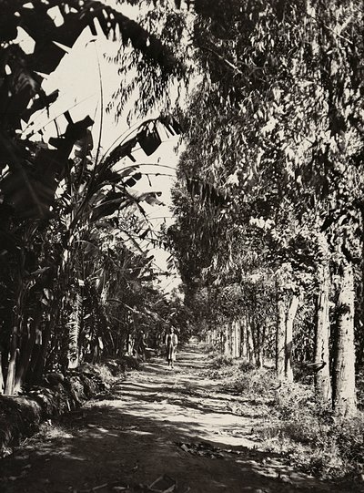 „Ein Imperium aufbauen“ im faschistischen Zeitalter: ein Obstgarten in Cheren, 09/05/1936 von Modestino Baldinetti