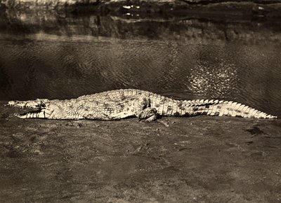 Krokodil, 09/05/1936 von Modestino Baldinetti