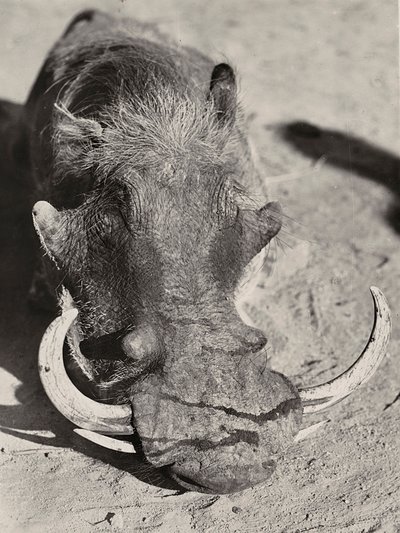 „Ein Imperium aufbauen“ im faschistischen Zeitalter: Kopf eines Wildschweins, 09.05.1936 von Modestino Baldinetti