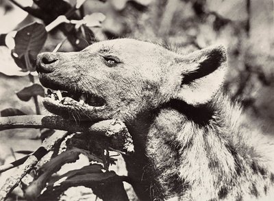 Bau eines Imperiums im faschistischen Zeitalter: Kopf einer Hyäne, 09/05/1936 von Modestino Baldinetti