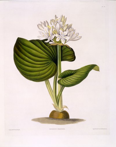 Pancratium Amboinense, Tafel 20 aus 