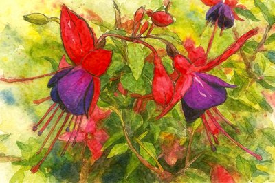 Lebendige Fuchsienblüten von Natalie Bruns