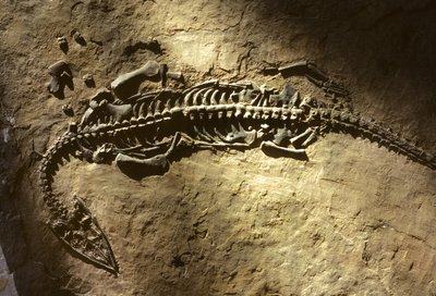 Fotografie eines marinen Wirbeltierfossils aus der Triaszeit von einem Pachypleurosaurus von Nathan Benn