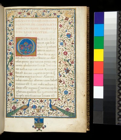 Ms 336. Sallust, Catilina und Jugurtha, f.1r. Vollständig illuminierter Rand mit Pfauen, Kaninchen, grünen Sittichen und einer Taube von Neapolitan School