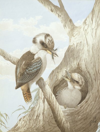 Kookaburras füttern an einem Nest in einem Baum, 1892 von Neville HP Cayley