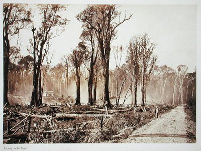 Seventy-Mile Bush von New Zealander Photographer