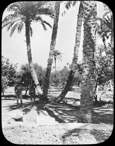 General Gordons Garten, Khartum, Sudan, ca. 1890 von Newton and Co