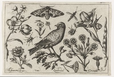 Blumen, Insekten, Nachtpfauenauge und eine Krähe von Nicolaes de Bruyn (possibly)