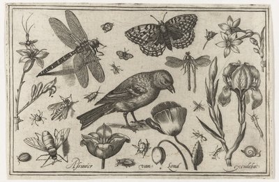 Blumen, Libelle und Vogel von Nicolaes de Bruyn (possibly)