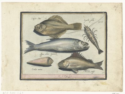 Butt, Garnele, Stint und Barsch von Nicolaes de Bruyn