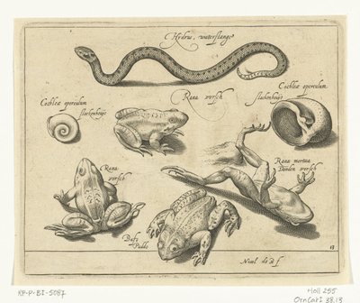 Wasserschlange, Frösche und Kröten von Nicolaes de Bruyn