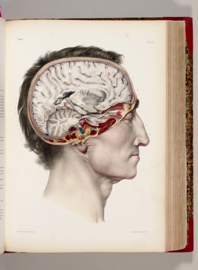Eine handkolorierte Lithographie eines sezierten Kopfes im Profil, die das Gehirn zeigt, aus "Traite Complet de l