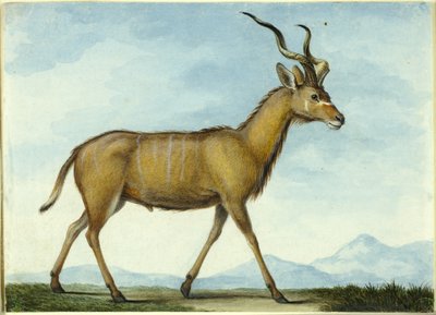 Ein Kudu von Nicolas Hüet the Younger