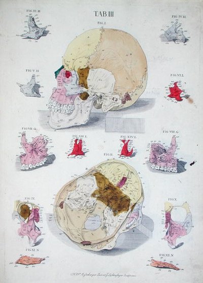 Knochen des Schädels, aus 