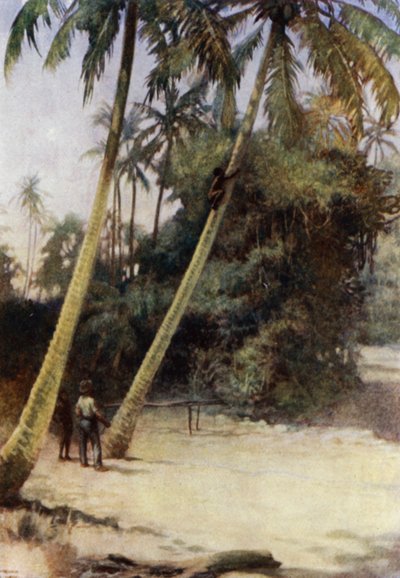 Salomonen-Junge klettert nach grünen Kokosnüssen, in der Nähe von Gavutu, Neu-Florida (Farblithografie) von Norman Hardy