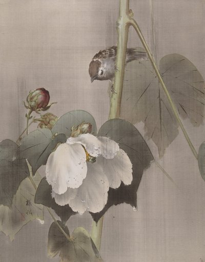 Baumwollrosen-Malven im Regen, ca. 1891-92 von Okada Baison