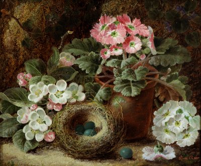 Blumen (Primeln) und Vogelnest von Oliver Clare