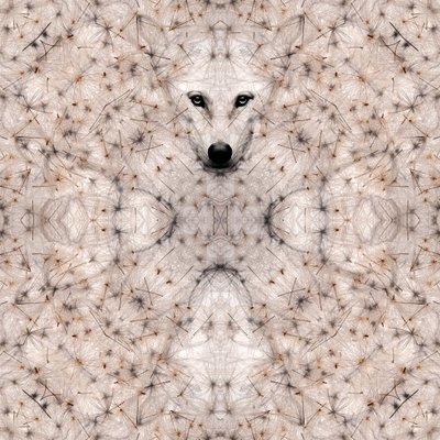 Halbwolf, 2023 von Olivia Gozzano