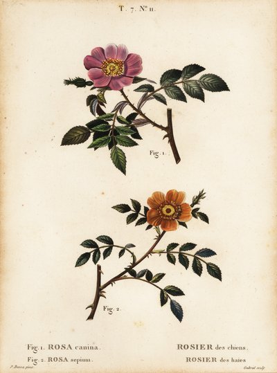 Hundsrose, Rosa canina, Rosier des chiens 1, und Kleinblättrige Süßbriar, Rosa sepium, Rosa agrestis, Rosier des haies 2 von Pancrace (after) Bessa
