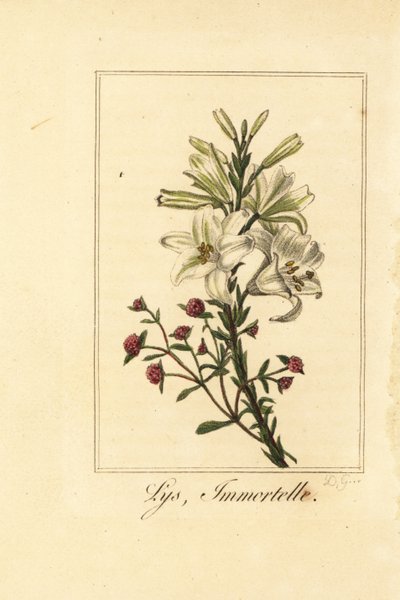 Lilie und rote Immortelle, Lilium candidum und Helichrysum sanguineum von Pancrace (after) Bessa