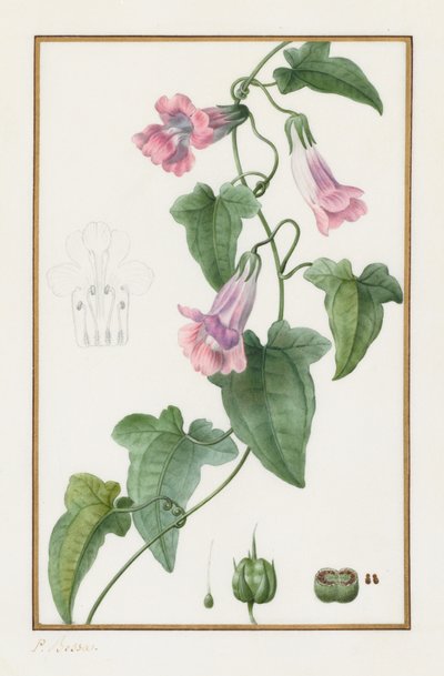 (Botanisch: Maurándia semperflorens) von Pancrace Bessa