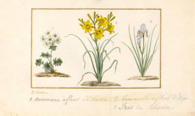 Anemone, Taglilie und Iris von Pancrace Bessa