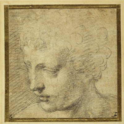Kopf eines Jungen, fast im Profil nach links von Parmigianino