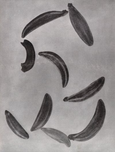 Kümmelsamen von Paul Henning