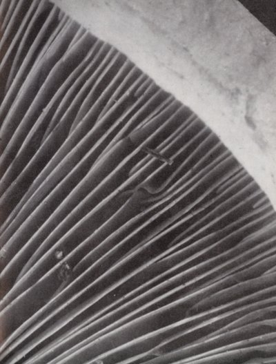 Unterseite eines Pilzes von Paul Henning