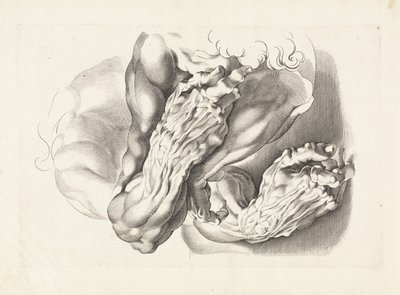 Anatomische Studien von Armen von Paulus Pontius