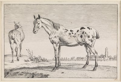 Das geschorene Pferd von Paulus Potter