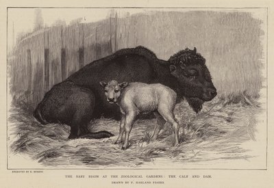 Bison und Kalb im Londoner Zoo von Percy Harland Fisher