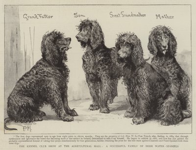 Die Kennel Club Show in der Agricultural Hall, eine erfolgreiche Familie von Irish Water-Spaniels von Percy Macquoid