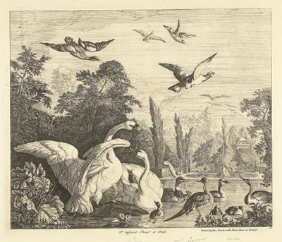 Schwäne und Enten in einem Vogelteich von Peter Casteels (III)
