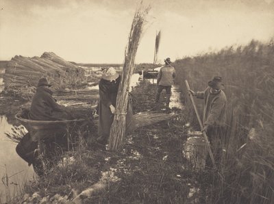 Während der Schilfernte von Peter Henry Emerson