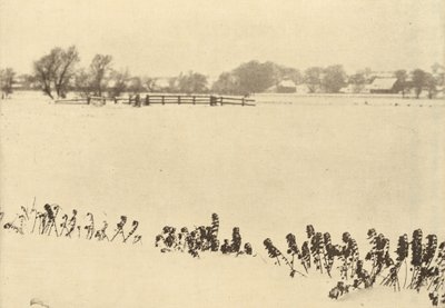 Sumpfgräser, vor oder um 1895 von Peter Henry Emerson