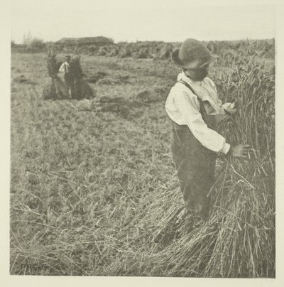 Schockierender Mais (Norfolk) von Peter Henry Emerson