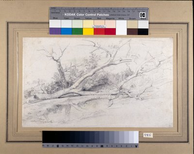 Ein umgestürzter Baum, der an einem Teich liegt, ca. 1630 von Peter Paul Rubens