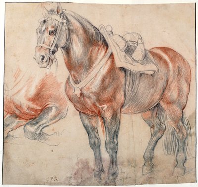 Ein gesatteltes Pferd von Peter Paul Rubens