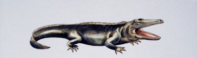 Cyclotosaurus sp, Mastodonsauridae, Spättrias, Kunstwerk von Peter Ross von Peter Ross