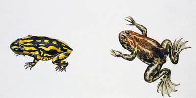 Triadobatrachus massinoti und Palaeobatrachus sp, Kunstwerk von Peter Ross von Peter Ross