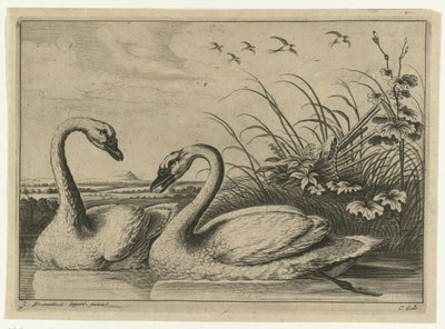 Zwei Schwäne von Peter van Liesebetten