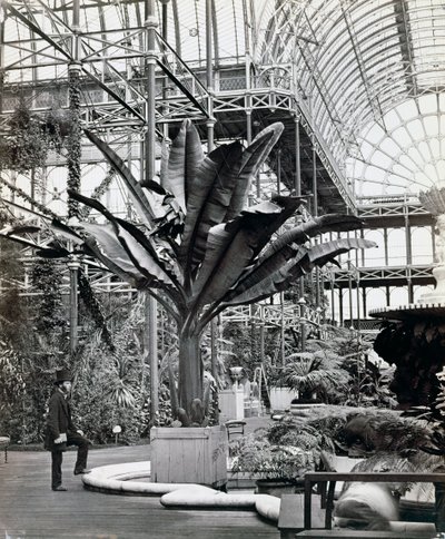Tropische Pflanzen im ägyptischen Raum, Kristallpalast, Sydenham, London von Philip Henry Delamotte
